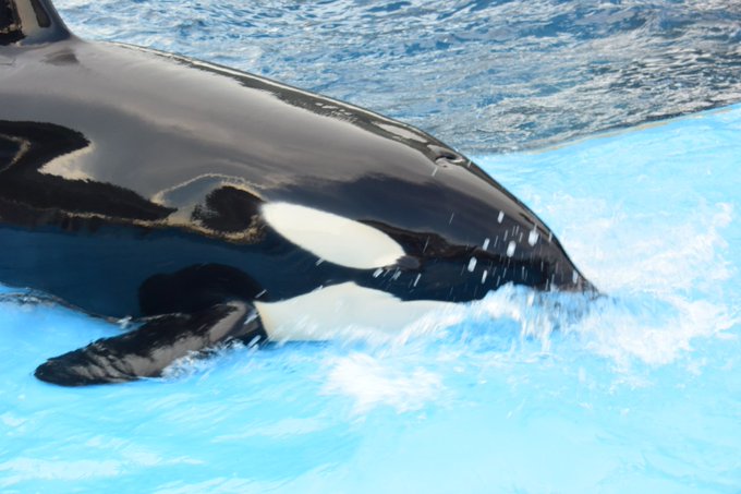 水族館のtwitterイラスト検索結果 古い順