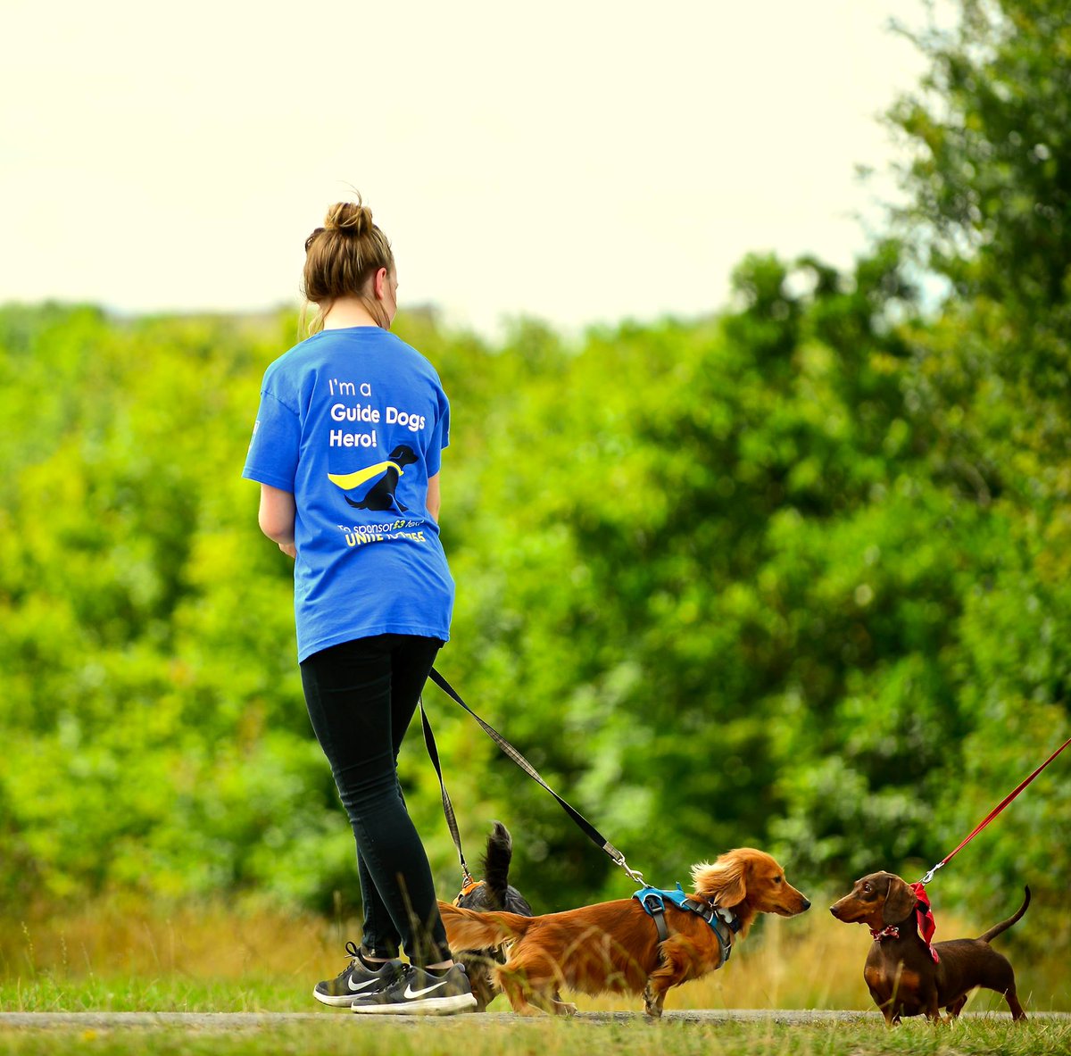 houndsnewcastle's tweet photo. I somehow managed to avoid the camera on the @dogsunite walk at Apedale #myherodog #dogsunit #woofwoofwednesday https://t.co/F3yK0uTUf5