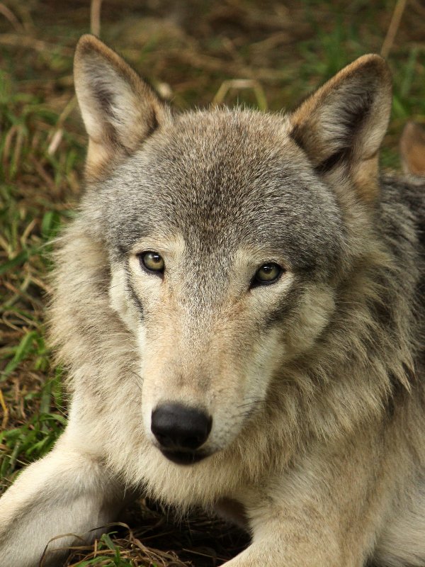 狼祭実行委員 V Twitter オオカミの目の色は茶色 オレンジ色 濃い黄色 白に近い淡い黄色 あるいは白っぽいグレーまでバリエーションに富んでいます 円山動物園のシンリンオオカミ ジェイの目はオオカミでは珍しいとされることもある緑色です オオカミ 狼情報