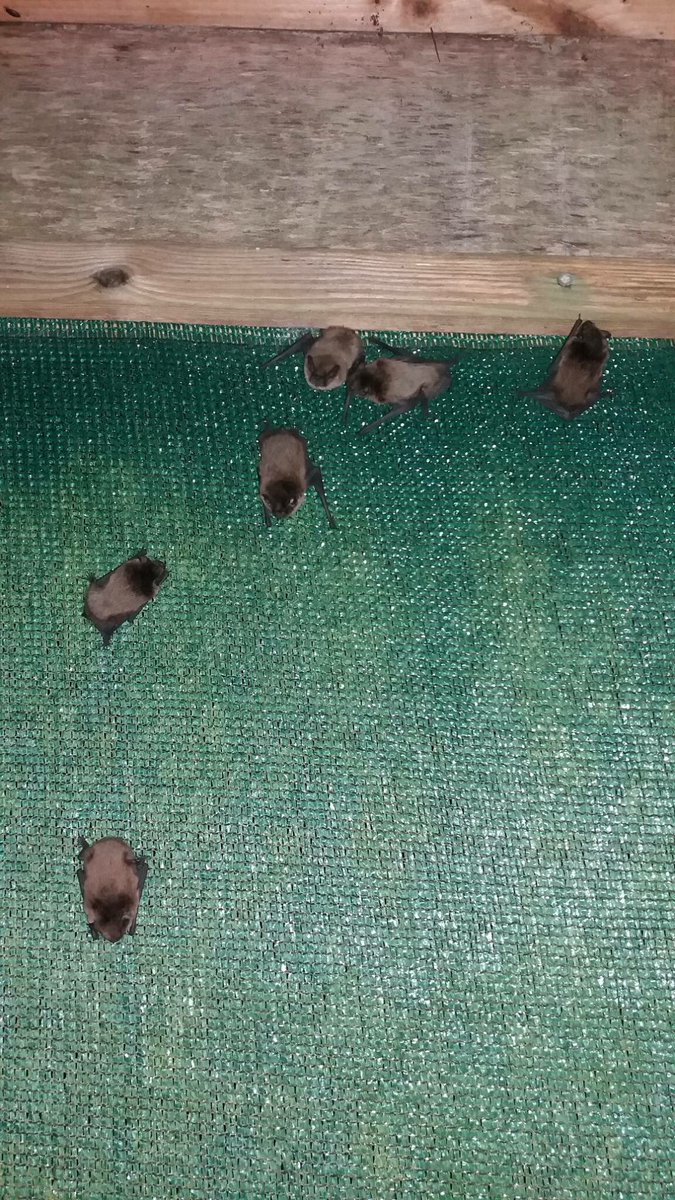 staffsbats's tweet photo. Some of our hand reared youngsters from this year having their first practice flight last week. https://t.co/RC7KYUzJaa