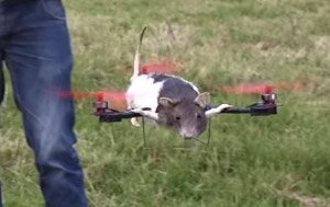Diy工具紹介部 死んだ飼い猫をドローンに改造して話題となった男 ダチョウやサメを飛ばす T Co 79hoshgc5m