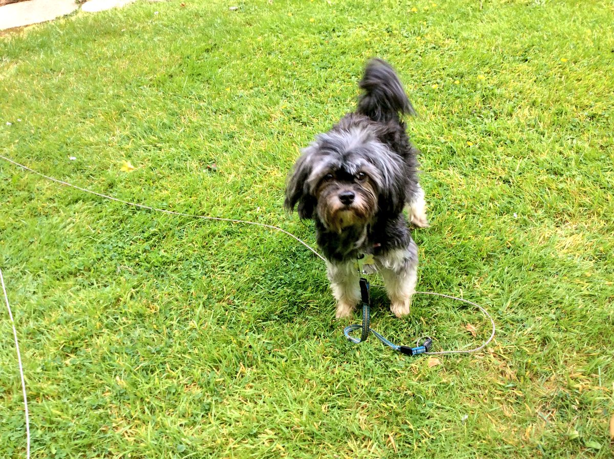 BowesLiz's tweet photo. Enjoying spending time with my lovely dog! https://t.co/1V8J7dcdTi