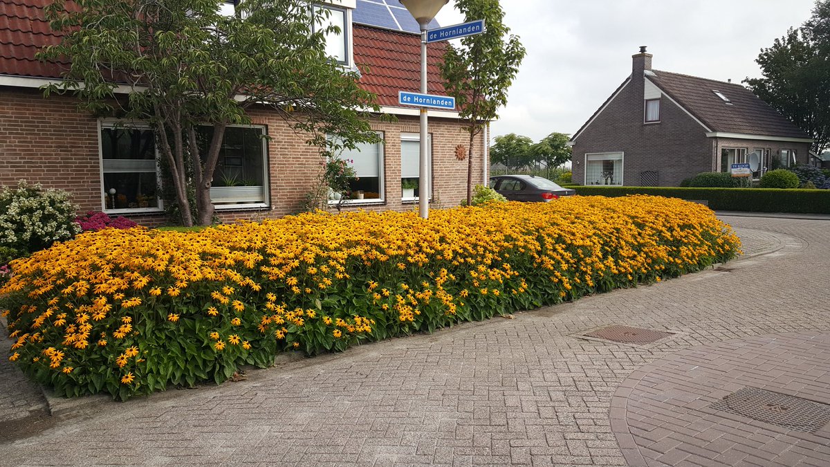 (Her)ingerichte beplantingsvakken Oldemarkt staan volop in bloei #ontwerp  <a href="/Twans_Landschap/">Twan Flokstra</a> i.o.v. <a href="/Steenwijkerland/">Steenwijkerland</a>