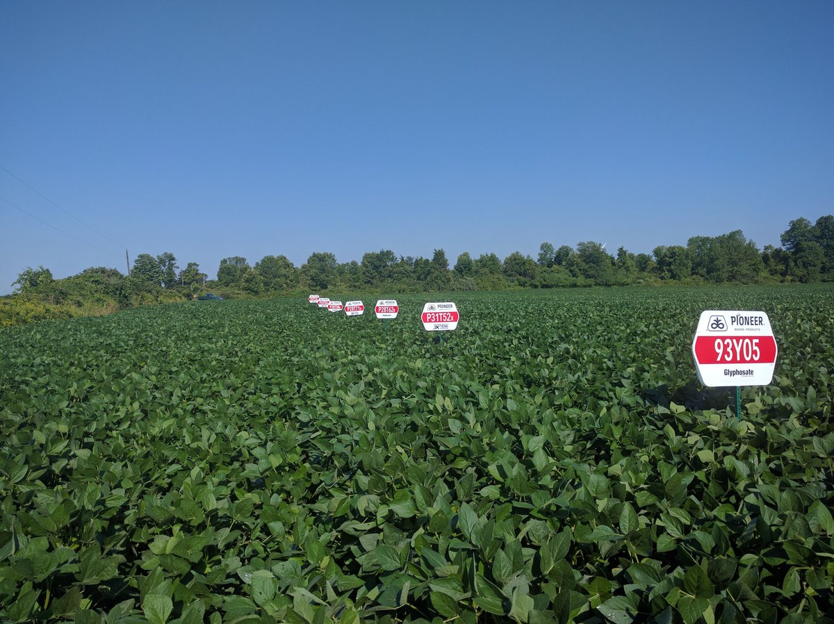 PetkerFarm's tweet photo. Just a sample of the new #Xtend beans available next year, w/ current great, from #DuPontPioneer https://t.co/JUipctMJ7X