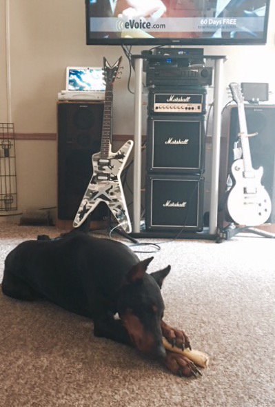 dobermanchat's tweet photo. @sonofwill57 @rob_taylor56 @pets @PetSmart @PetsatHome 
living the good life. https://t.co/mdv3EUYbjF