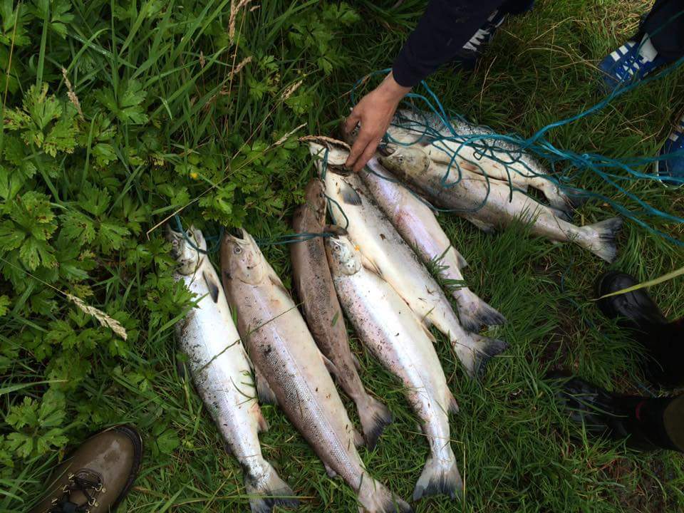 RiverFaughan's tweet photo. Fish Kill at Tidal @RiverFaughan going up reported, why? @RDeanBlackwood @gerryquinn57  @TVconormac @L_Sentinel https://t.co/LuCFuig9Oo