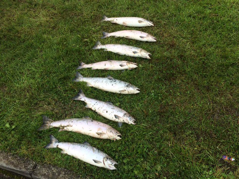 RiverFaughan's tweet photo. Fish Kill at Tidal @RiverFaughan going up reported, why? @RDeanBlackwood @gerryquinn57  @TVconormac @L_Sentinel https://t.co/LuCFuig9Oo