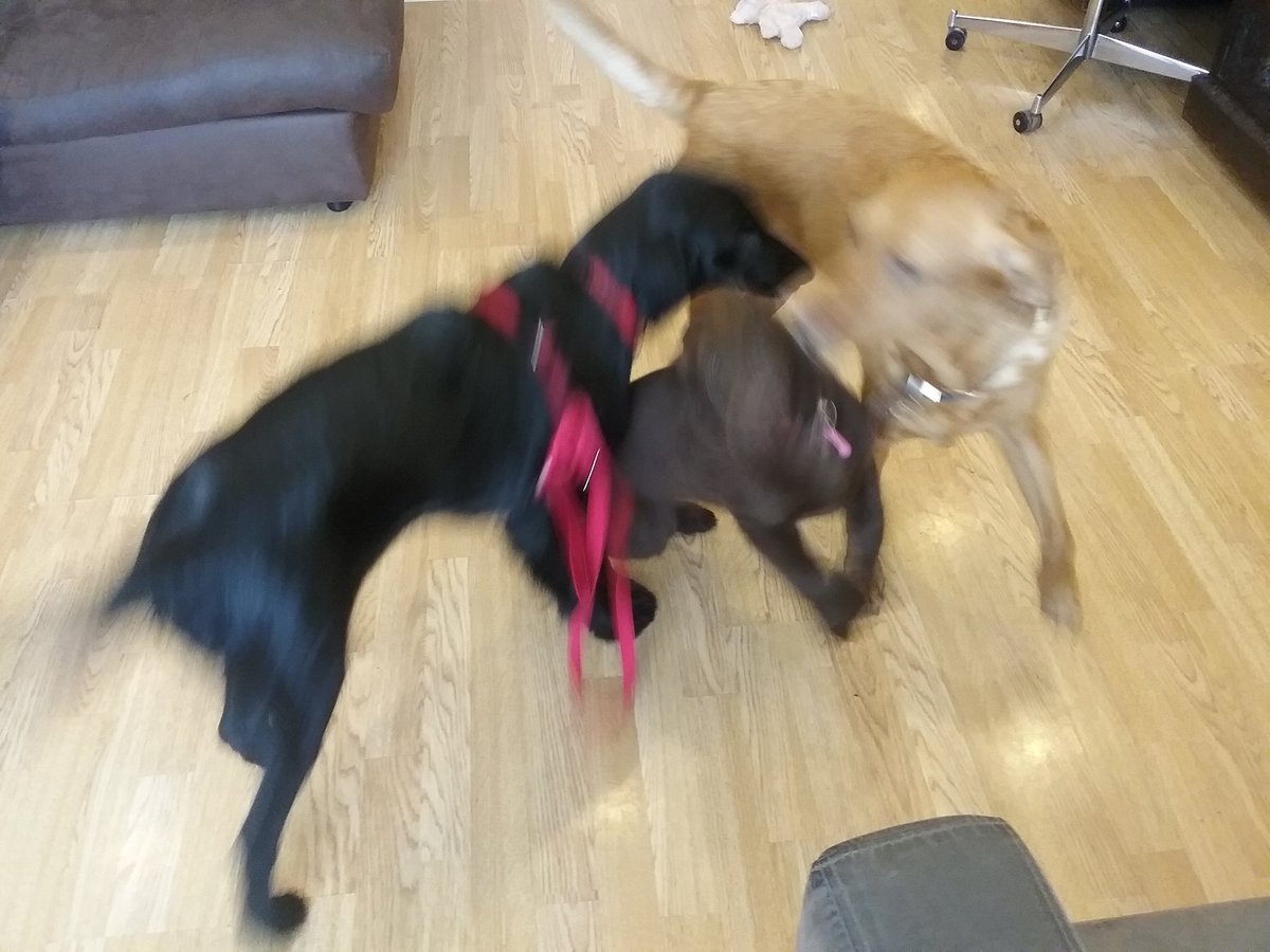 HattieFlattie's tweet photo. Four doggies having fun #Mabel #Hattie #Wills #Boady https://t.co/rJfDxma8Tg
