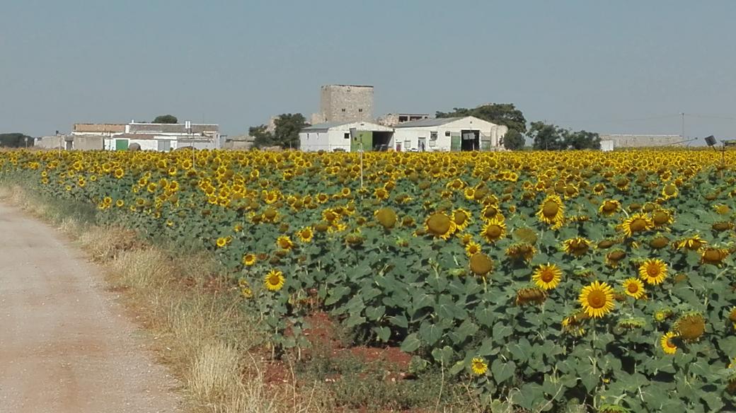 Cuarta etapa finalizada. La Roda-El Toboso (95Kms)...por tierras del #Quijote #CaminoDelLevante