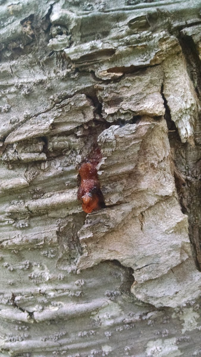 Naneki_Kana's tweet image. Everything happens #InASnap #sap #geologictime #hikingthetrails