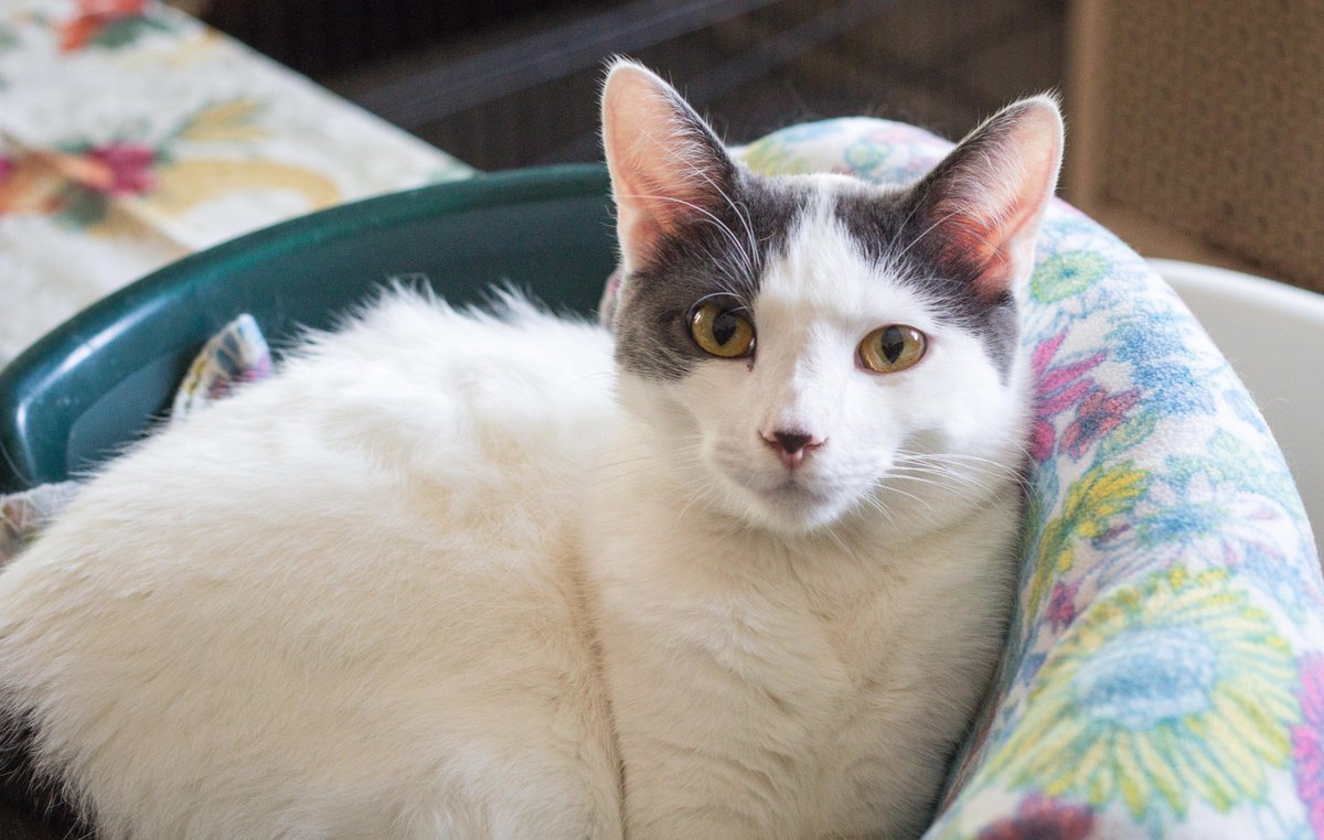 Adoptable Linus is such a doll. Look at that button nose! #AdoptDontShop #CatRescue #CatsOfTwitter #cutecat #chicago