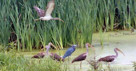 National Wetland Conservation Programme (NWCP), Ramsar Convention on Wetland and Salim Ali… dlvr.it/LxtSyJ