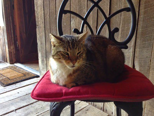 Flint Of Willowcraft Farm Vineyards, Leesburg, VA - “Guarding the vineyard takes a lot out of you.”
#winerycats