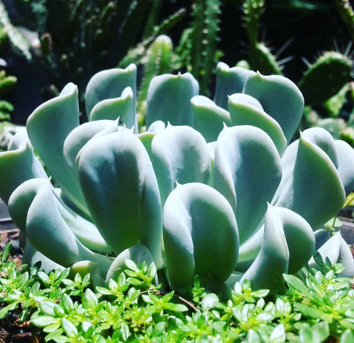 GaBicdnada's tweet photo. Esta bella es mi topsy turvy ๐๐๐ฑ๐ #suculentas #siemprevivas #dehoja #evergreen #ccs https://t.co/5JF0IkP2jO
