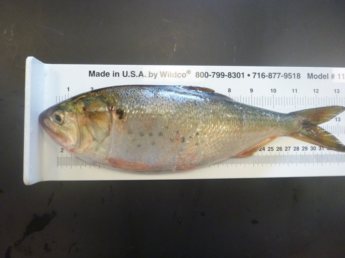 GMRI's tweet photo. Menhaden are in town! It's not often we see them this far north. This one was caught off Higgins Beach. #CBASS #GMRI https://t.co/hSwHPg6ML7