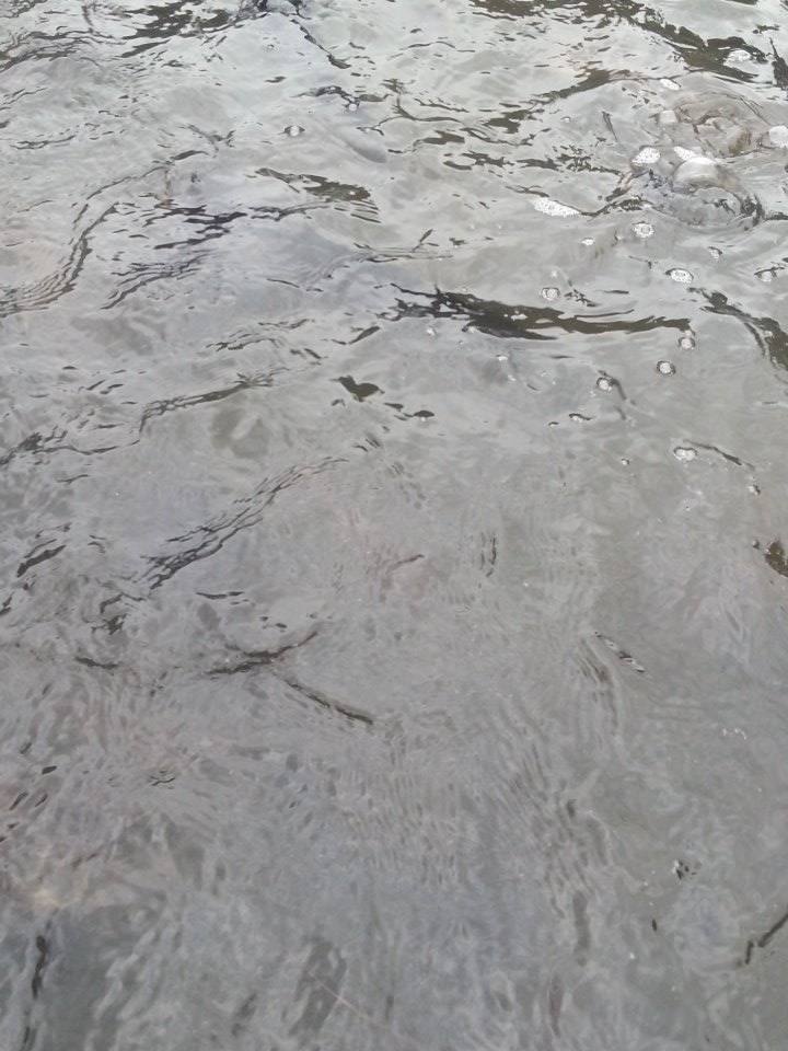 muriness's tweet photo. 900g le poisson,1 tonne dans le bac de 8m3. 
#visiteFondantionTonon
#agrihack
@EtriLabs 
@woelab 
@TEKXLLLC https://t.co/xaNLCJ2IK7