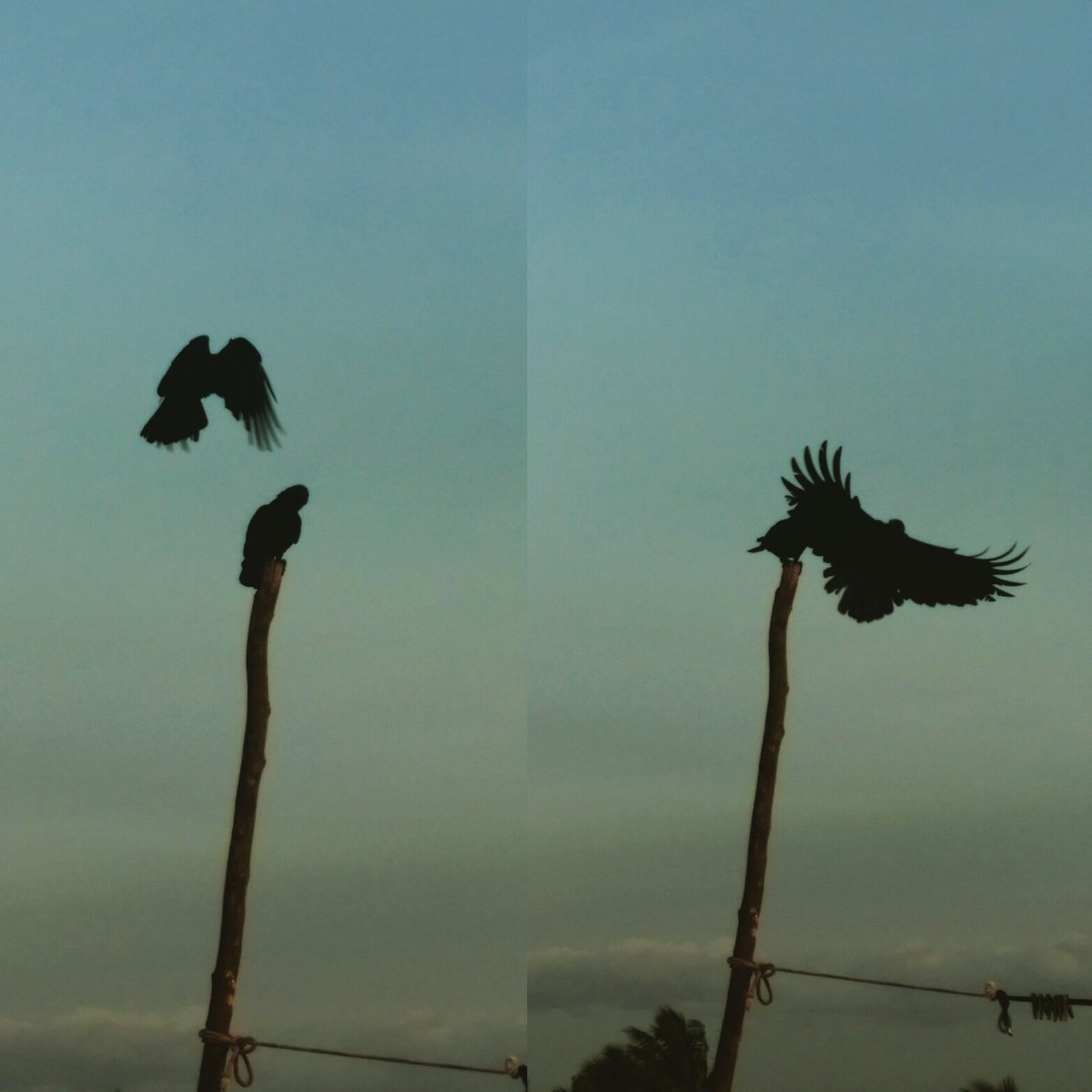 Shanth_twits's tweet photo. Fighting for the crown..! Randomclick #HTCE8 #Myclick https://t.co/q0mAF5Swp8