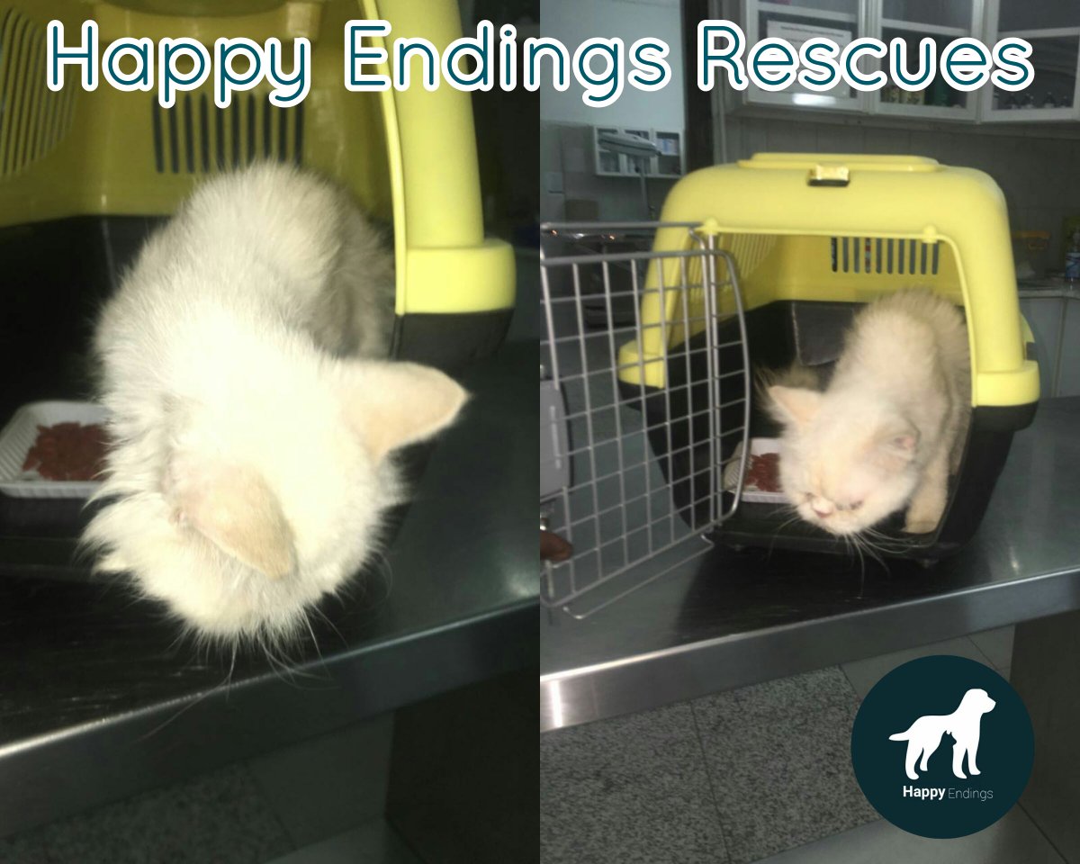 @_smsm90 شكرا لاهتمامك ، القطة معنا الان.