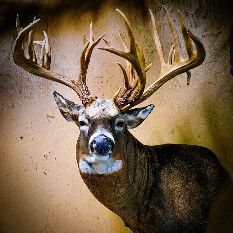 dancoffman300's tweet photo. Coffman Buck is home!
#TheCoffmanBuck #hunting #popeandyoung #booneandcrocket #bowhunting #monsterbucks #buckmasters https://t.co/0Z7Lx1osNy