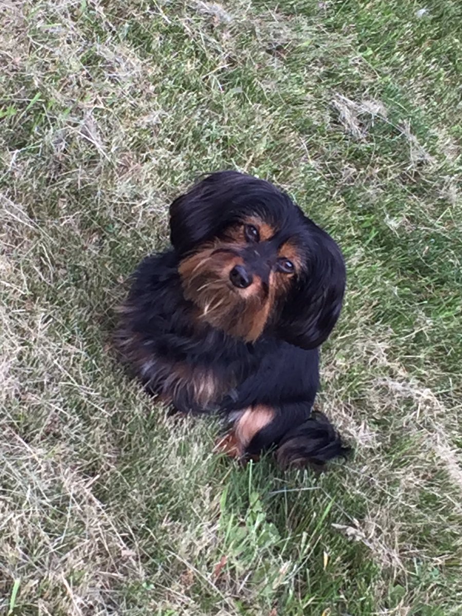 downtonluva's tweet photo. "Cheese" gets the pose! #DogDaysOfSummer #LoveNigel and his name sake  @nigelkofficial https://t.co/AnxX4OAUwV