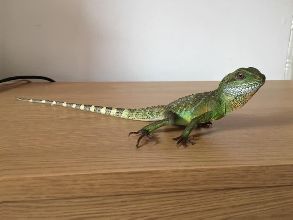 Animal of the day – Meet Pascal, a new addition to Natalie’s animal team. He is a 7 months old Chinese water dragon!