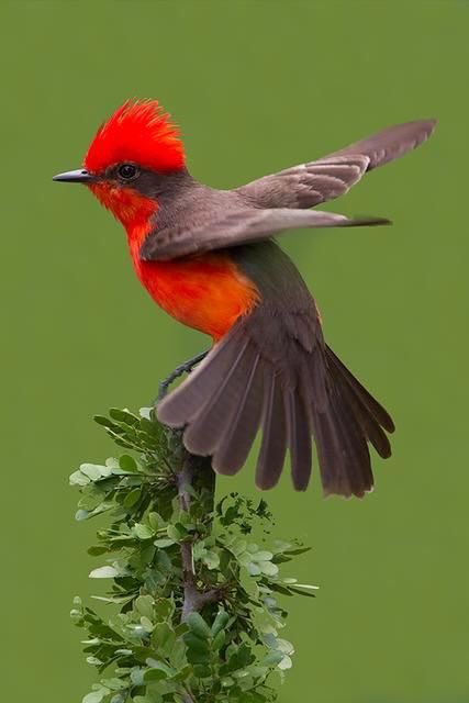dilruba_lees's tweet photo. The rain has stopped
There on the high branch
Tail flicking dreaming
Birds--steeped warm
A beautiful day has begun
https://t.co/uQa9d9hbYJ