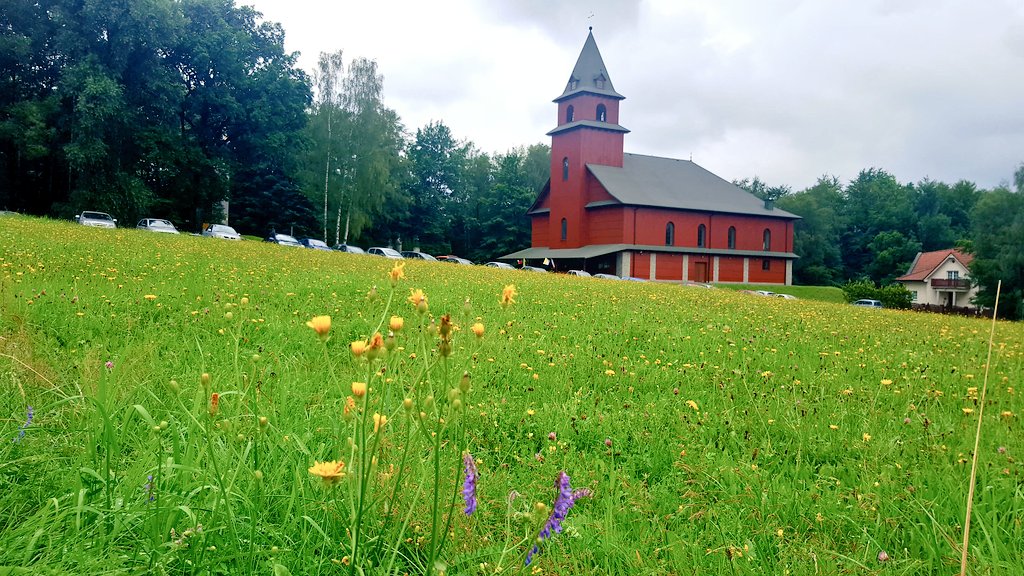 a_delbridge's tweet photo. Where flowers bloom so does hope. I will go pick daisies and have a happy heart! #ustron #bneWYD16 🇵🇱🌻🌼 https://t.co/N3eQsMm1VG