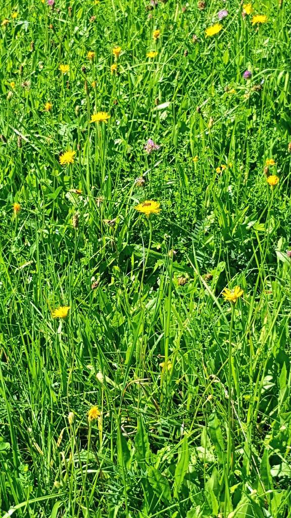 a_delbridge's tweet photo. Where flowers bloom so does hope. I will go pick daisies and have a happy heart! #ustron #bneWYD16 🇵🇱🌻🌼 https://t.co/N3eQsMm1VG