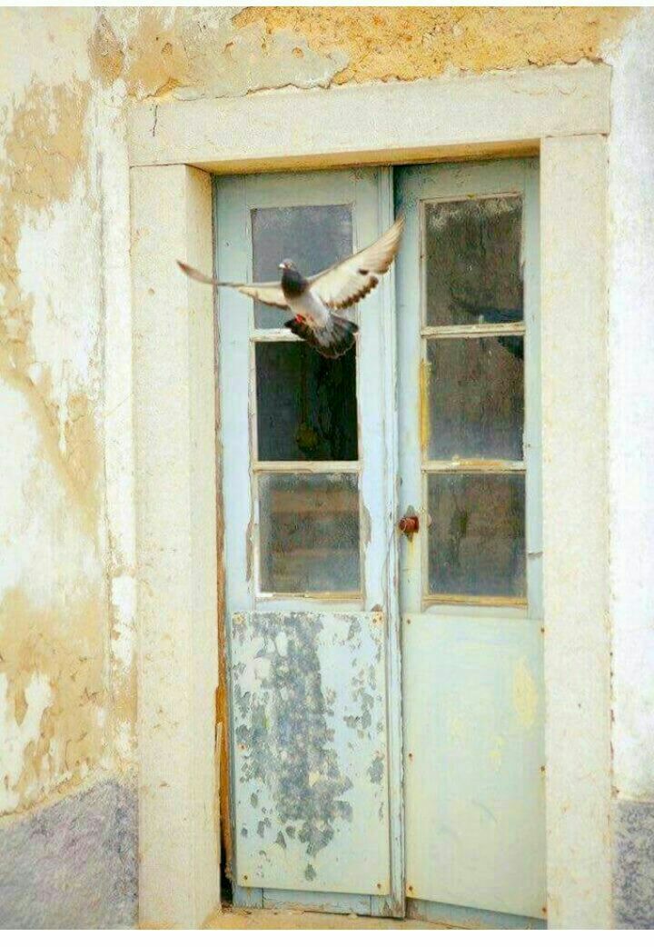 - بخت #ماعنـدٍي👌😔

حتـى وي #العصافيـر🕊🖐🏻

مـدري شبيهـا☹️

مـن اتشوفنـي اطيـر