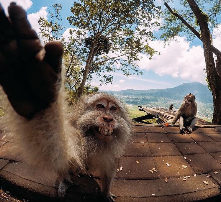 goprooftheday's tweet photo. 📷 August 3, 2016

Hi 5! With @dennisgarhammer🖐🏻 🐒🙊. 
#goprooftheday https://t.co/ocNATxrzyG