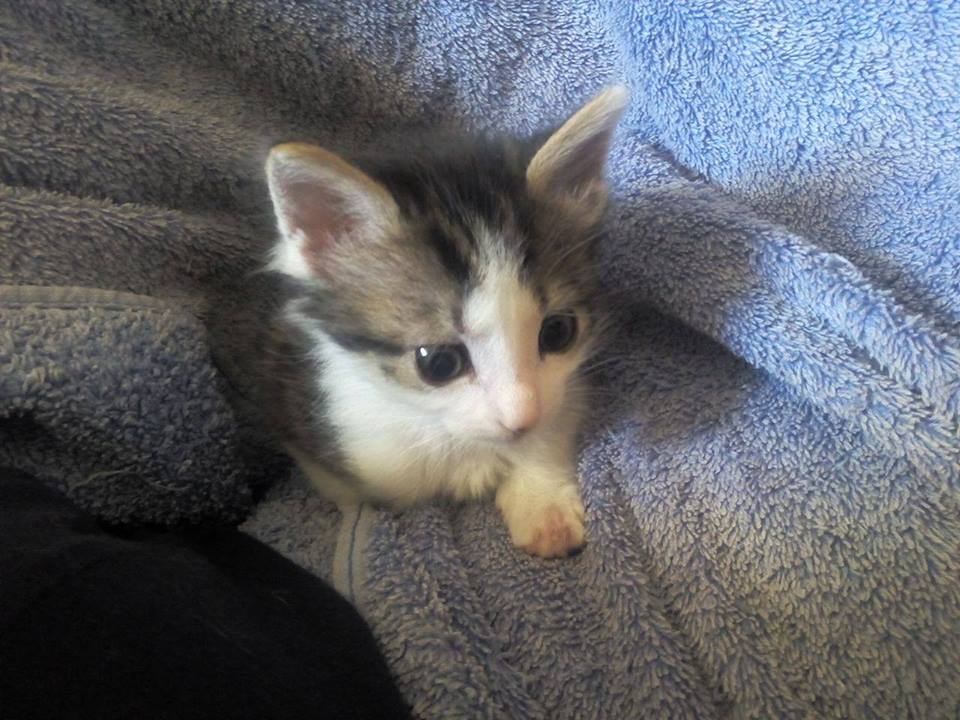 MirandaAnimalPA's tweet photo. MARTINA
#abandonada tiene 2 meses #vacunada #chipada #desparasitada mirandaanimal@gmail.com o whass al 691754245 https://t.co/W9Pi6xwooJ