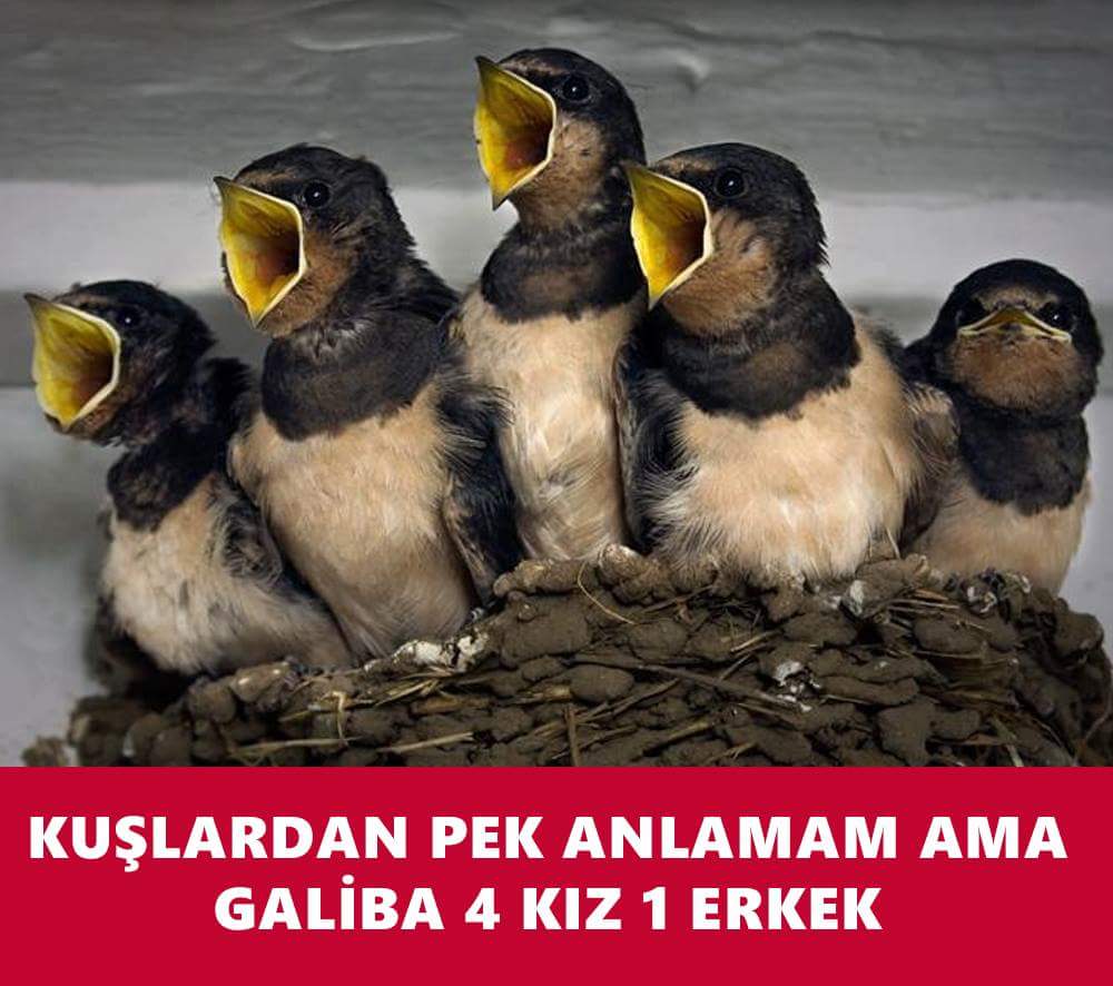 Meral İnce (@meralincegs) on Twitter photo 