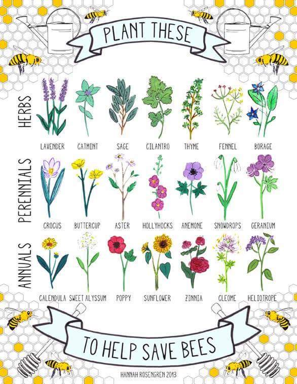 Ecogranjero's tweet photo. Las abejas cumplen un rol fundamental en el ecosistema, y son indispensables para la polinización de ciertas plantas https://t.co/2197v7XXrk