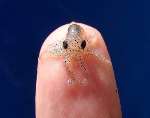 Diverettes's tweet photo. Ok, I'm torn because of touching #marinelife - but everybody was released and well. So how cute is this? #scuba #sea https://t.co/9zg5SN4van