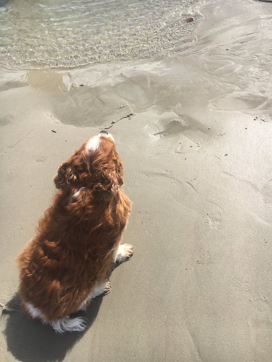 bella_umbrella's tweet photo. Loving the beach today #sandydogs #simpletons https://t.co/CU0qeuUNZ3
