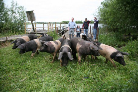 IrelandB4UDie's tweet photo. There is a little Fermanagh Island which is inhabited by no humans, only pigs https://t.co/aXzSe6eaU9 https://t.co/2lDTfSmpX6