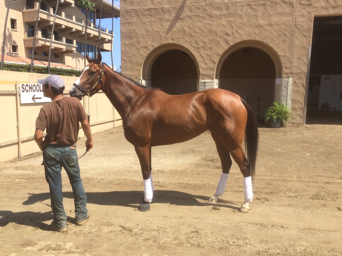 RadleyEquine's tweet photo. Arethusa waiting patiently to paddock school with Edwin @DelMarRacing @dan_blacker @SenorOro https://t.co/JikrKSn0dE