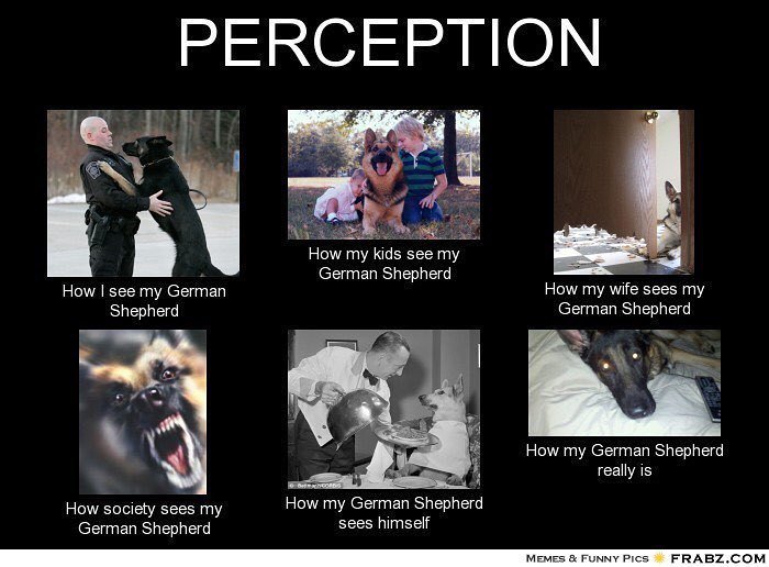 BayGSDRescue's tweet photo. #BayAreaGermanShepherdRescue #BAGSR #germanshepherd #germanshepherddogs #gsd #gsdlove #dog… https://t.co/FqmE0whSyv https://t.co/gn7hYi7tQX