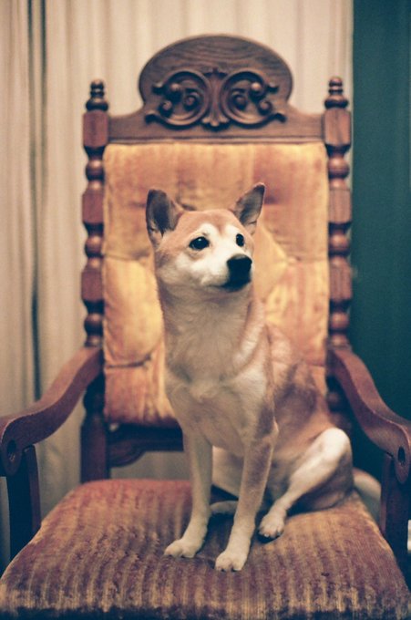 @dog_rates Plz rate my pupper https://t.co/smCnNzquGb