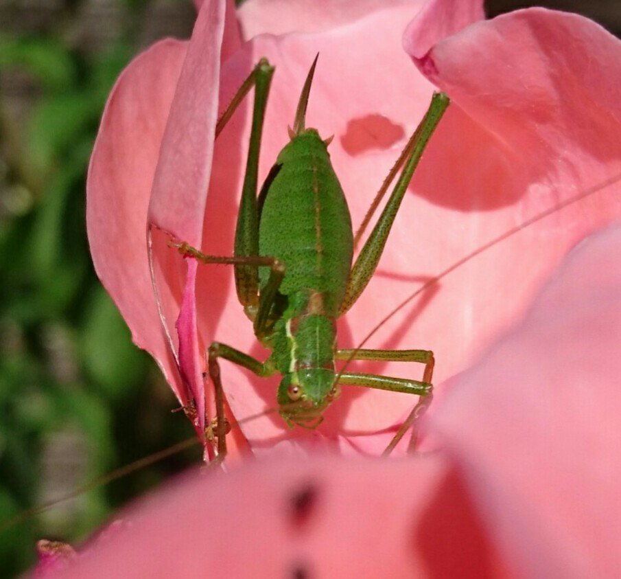 I was stalking this little critter amongst the roses :-) speckled bush cricket, #nature  <a href="/planetepics/">🐱🐿🐶</a>  <a href="/UK_Nature/">UK Nature</a>