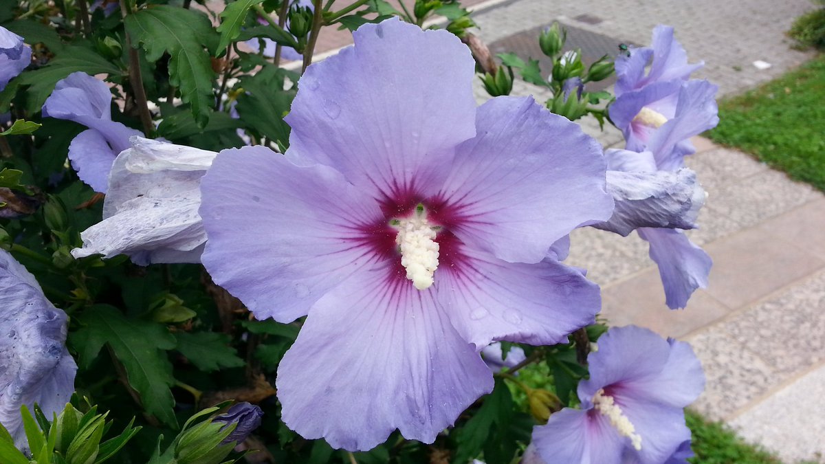 heikeontour's tweet photo. Aufblühen in Süddeutschland
temporary but beautiful
#BloomInColor #Trier #floweroftheday #FLOWERFLOWER #summerbreak https://t.co/gJbCiY5DQG