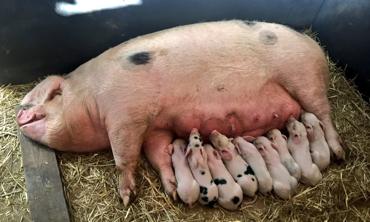 OasisFarmSE1's tweet photo. We can't get enough of these 9 little guys, nearly a week old! #piglets #cityfarm #farmlife @jamiesfarm https://t.co/wvRgw83dn7