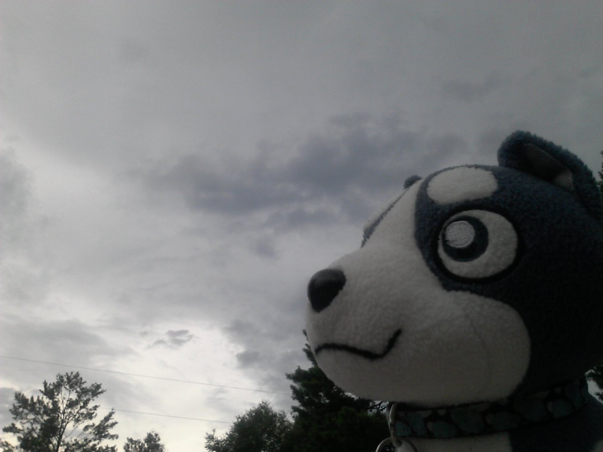 DunkinTheWolf's tweet photo. Weed and a Cloudy stormy day - Woo!
#Ginga, #Gingaplush, #GingaDensetsuWeed https://t.co/oj9sWA9lVL