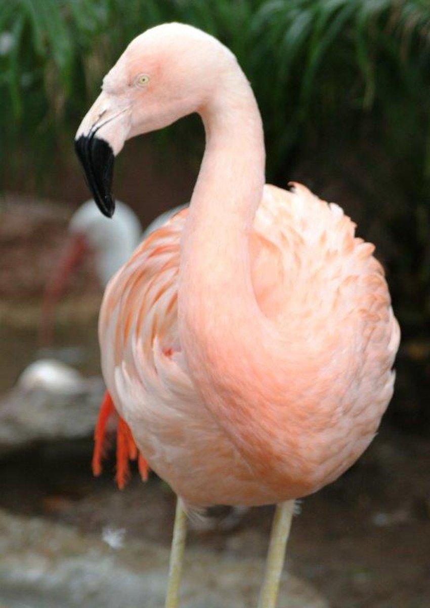 ajplus's tweet photo. Pinky the flamingo at Busch Gardens has been euthanized after a visitor yanked her out of viewing area &amp; threw her 😞 https://t.co/UFh8UM5SHI