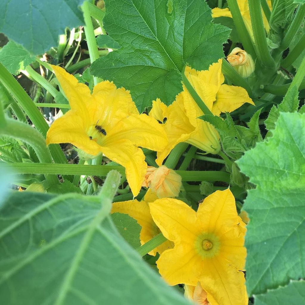 AngryBearKit's tweet image. Squash blossoms return to the menu tomorrow night for dinner! #over_the_hill_farm #angrybe… ift.tt/2avchMp