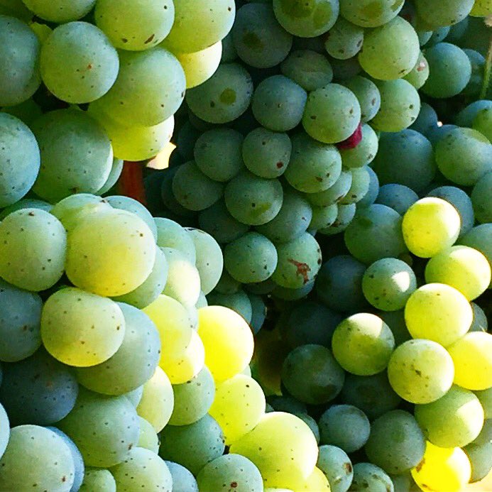 ForlornHopeWine's tweet photo. #hellachenin #hellaclose https://t.co/iSR9leTIUR