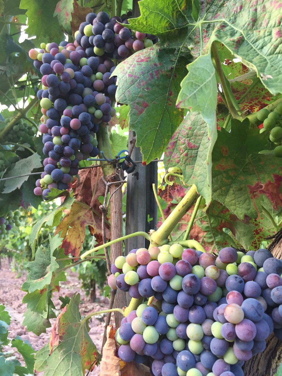 Esto va!!y va bien!!poco a poco pero de maravilla!!