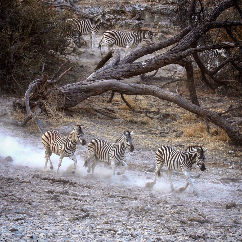 Been #LostInBots again. This time chasing the zebra migration in the Makgadikgadi at <a href="/MenoakwenA/">Meno A Kwena Safaris</a> #Botswana #Safari