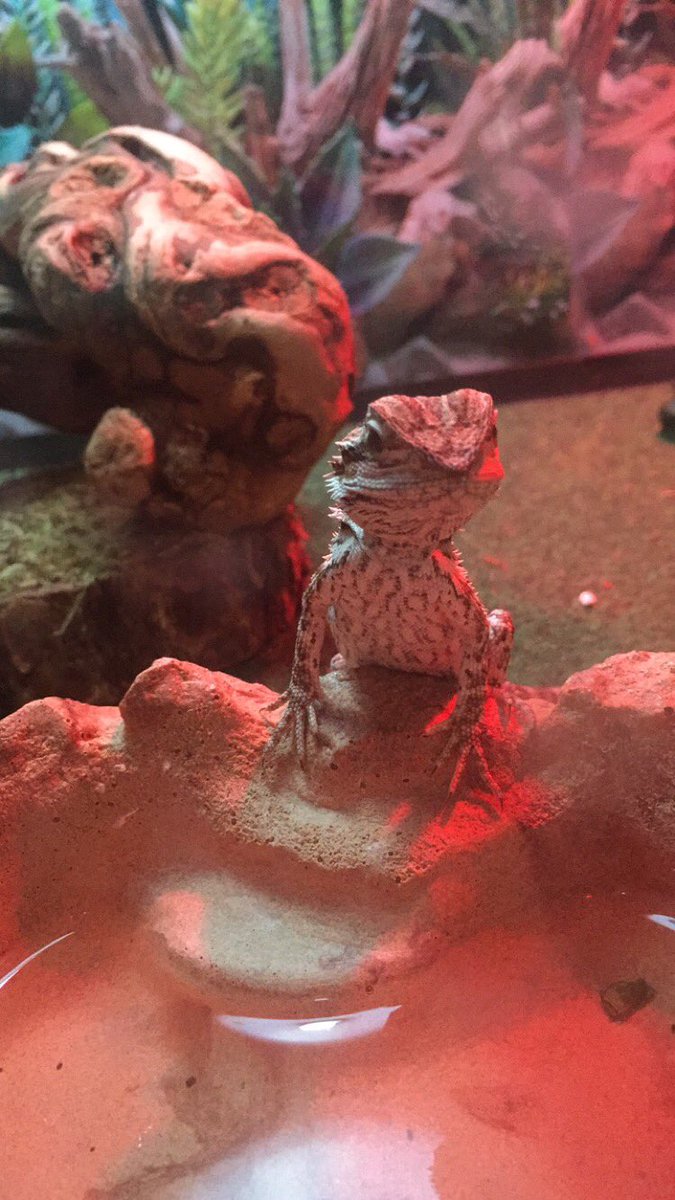 BernDoesThings's tweet image. Throwback to when I was a bebe lol