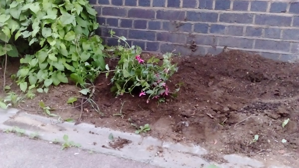 Fuchsia Mrs Popple (newly planted)